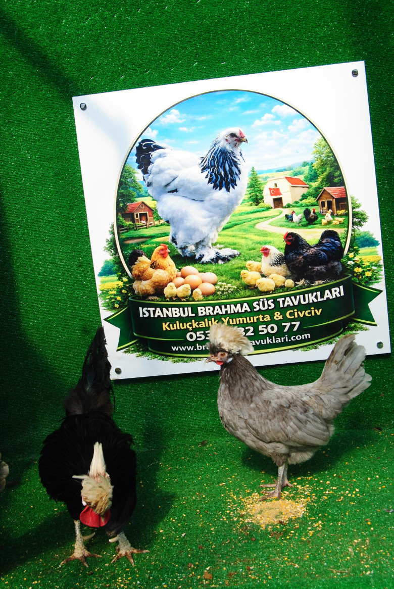 Blue Fizan Kuluçkalik Yumurta