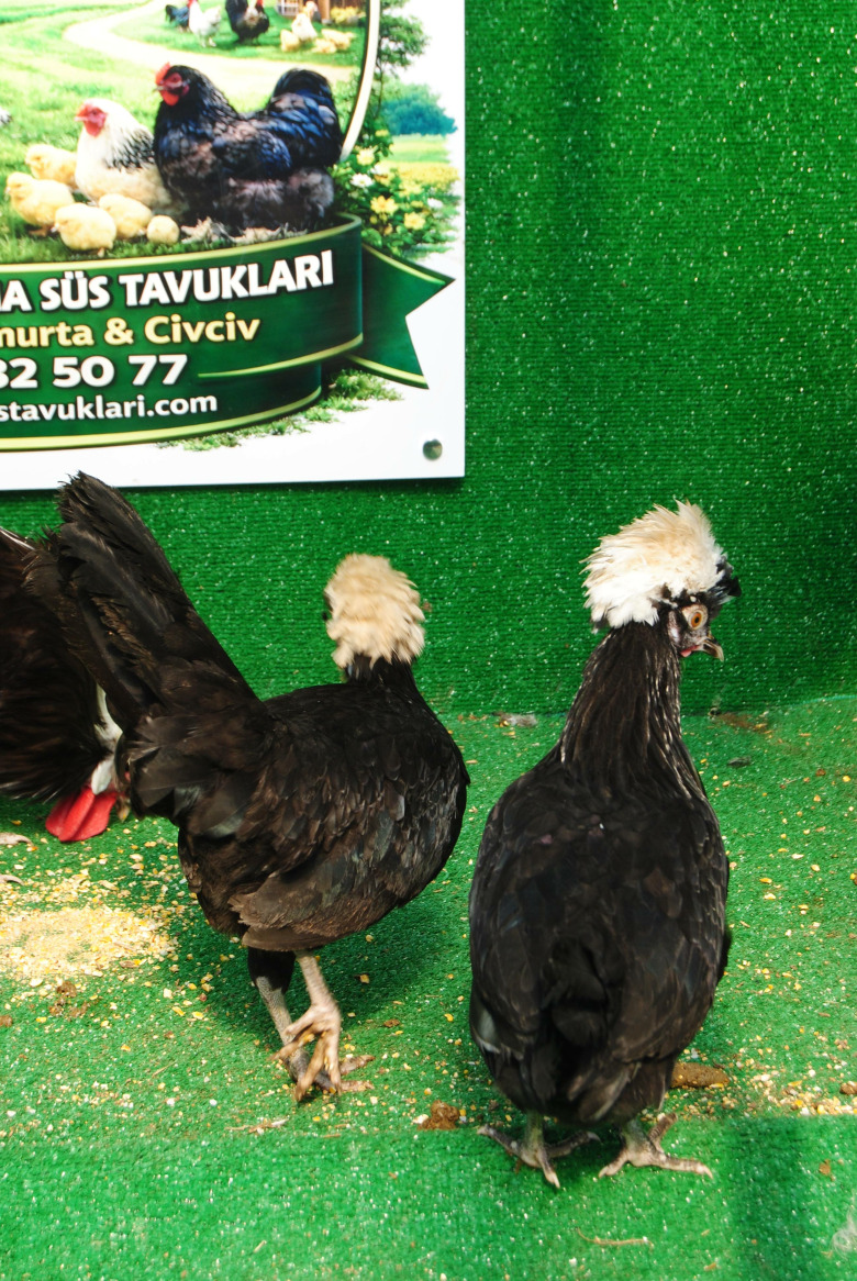 Çikolata Fizan Kuluçkalik Yumurta