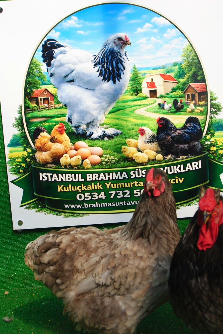 Blue Wyandotte Kuluçkalik Yumurta