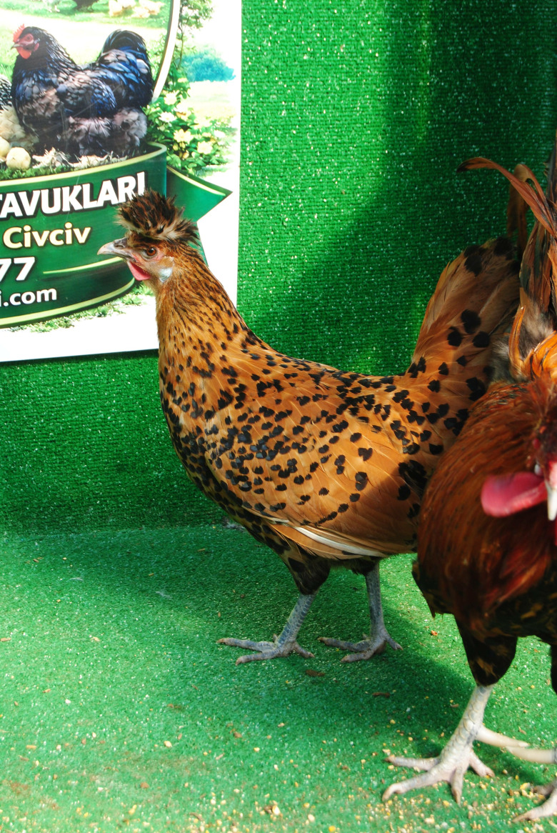 Gold Appenzeller Kuluçkalik Yumurta