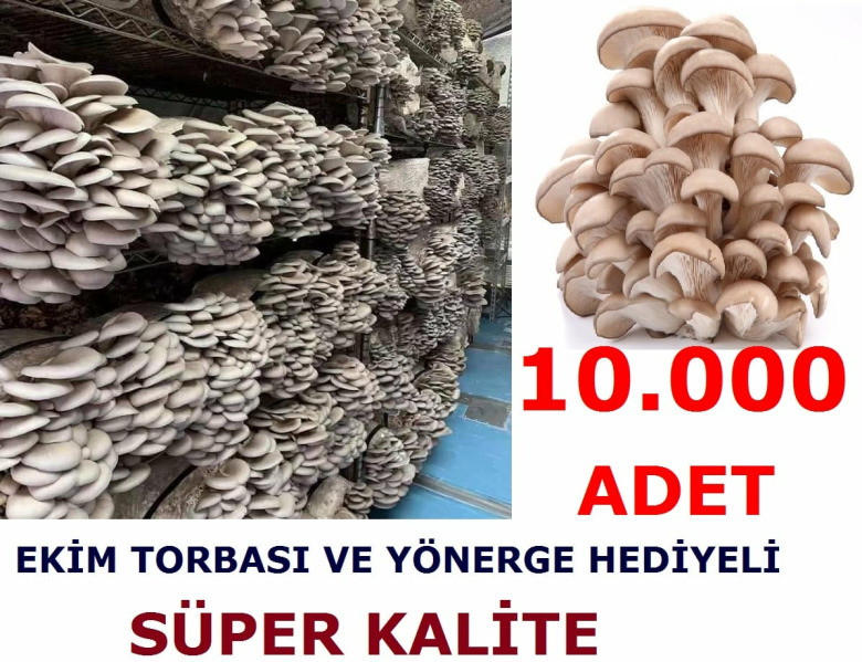 10.000 Adet Yaprak Mantarı Tohumu