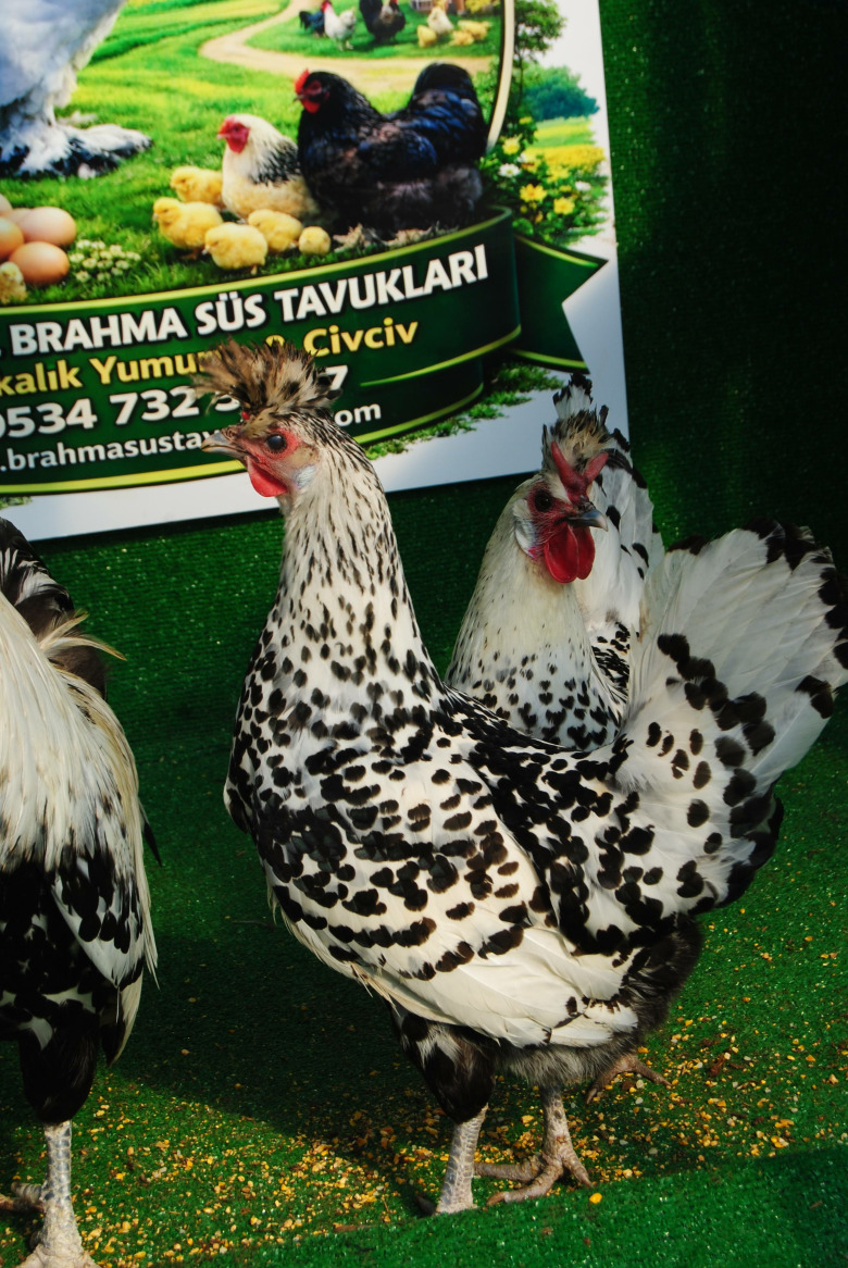 Silver Appenzeller Kuluçkalik Yumurta