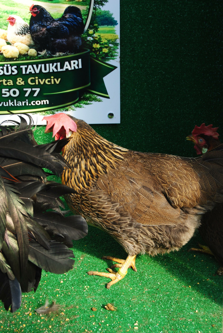 Brown Ligorin Kuluçkalik Yumurta