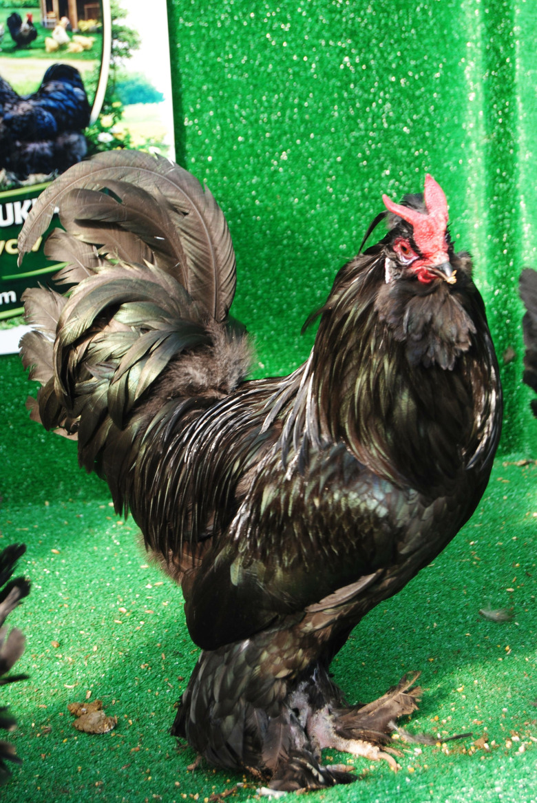 Siyah Osmanli Sultan Kuluçkalik Yumurta