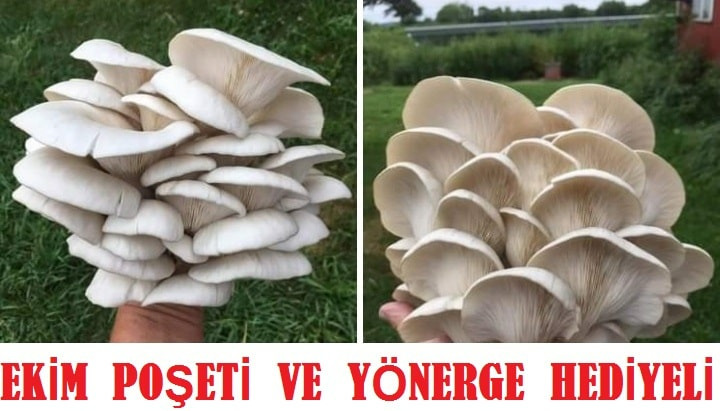 İstiridye Kavak Kayın Yaprak Mantarı Tohumu 1000 Adet