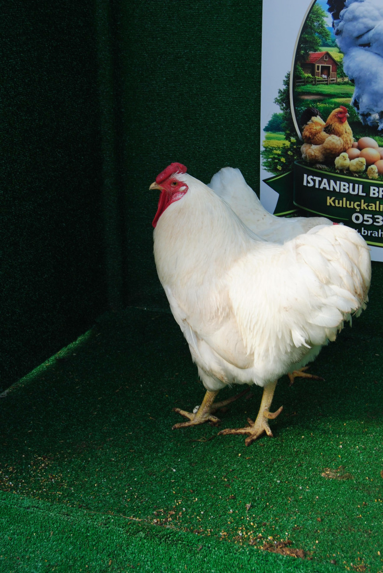 Beyaz Wyandotte Kuluçkalik Yumurta