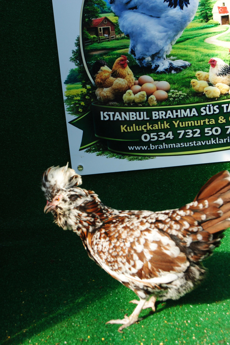 Toulbant Fizan Kuluçkalik Yumurta