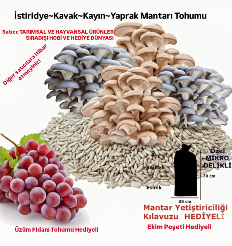 İstiridye Kavak Mantarı Tohumu 30.000 Adet