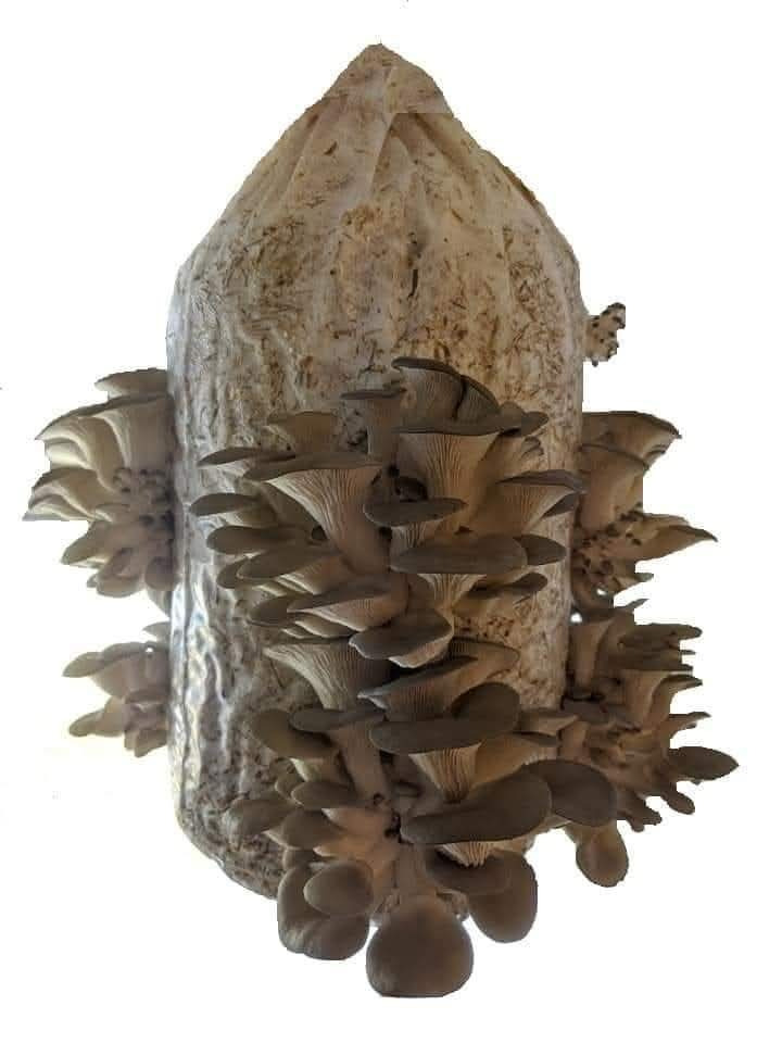 İstiridye Mantarı Tohumu 3.000 Adet + Ekim Poşetleri  + Eğitim K