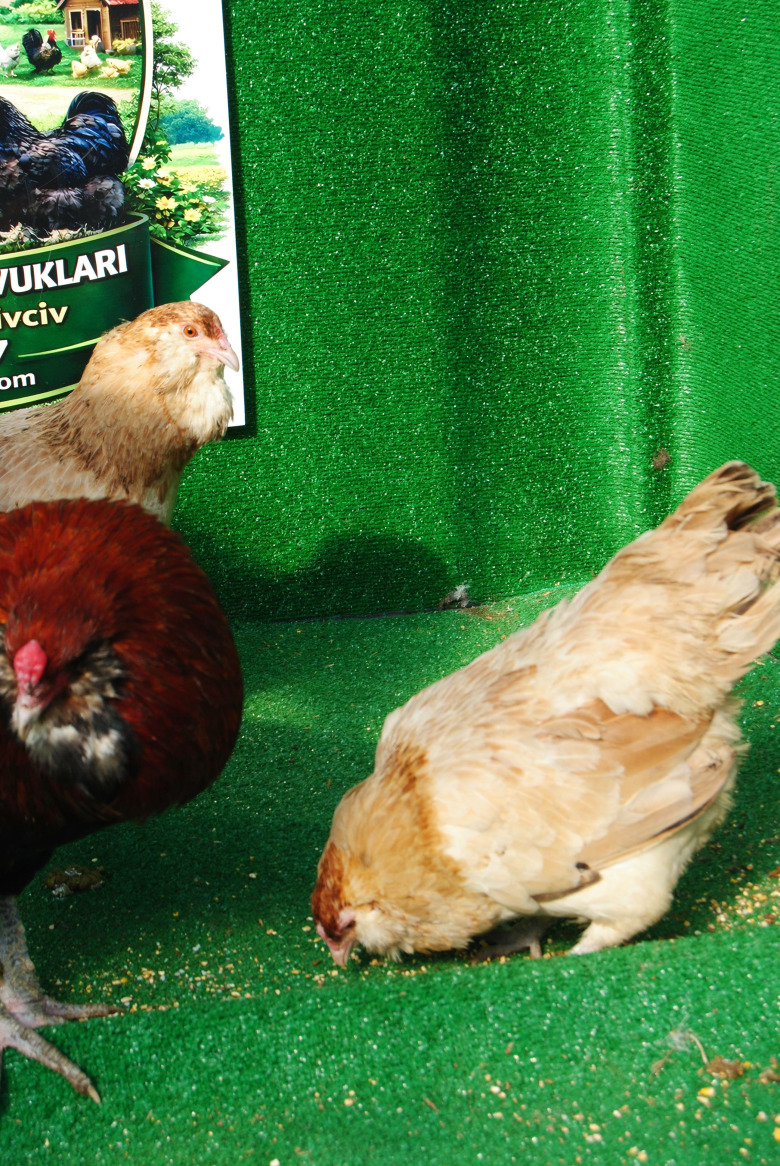 Wheaten Ameraucana Kuluçkalik Yumurta