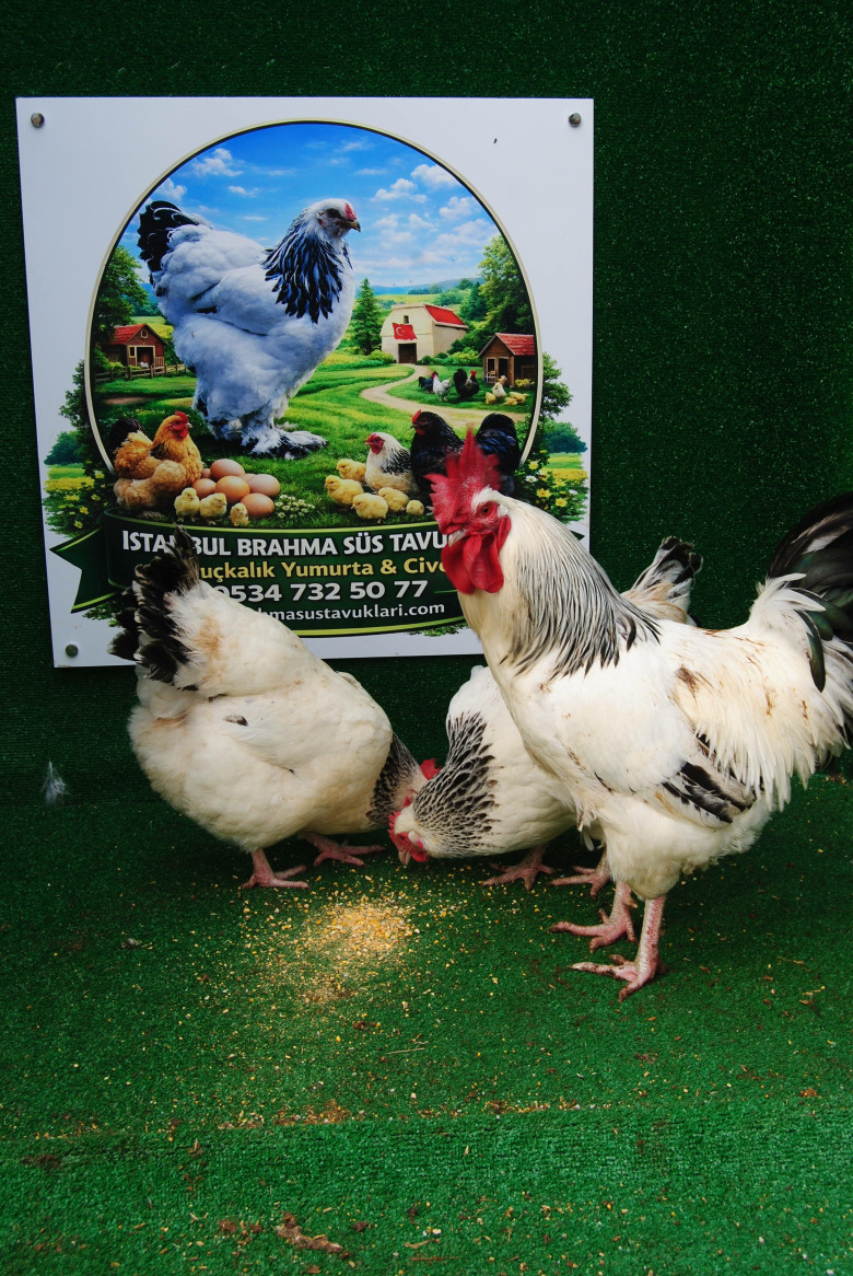 Light Sussex Kuluçkalik Yumurta