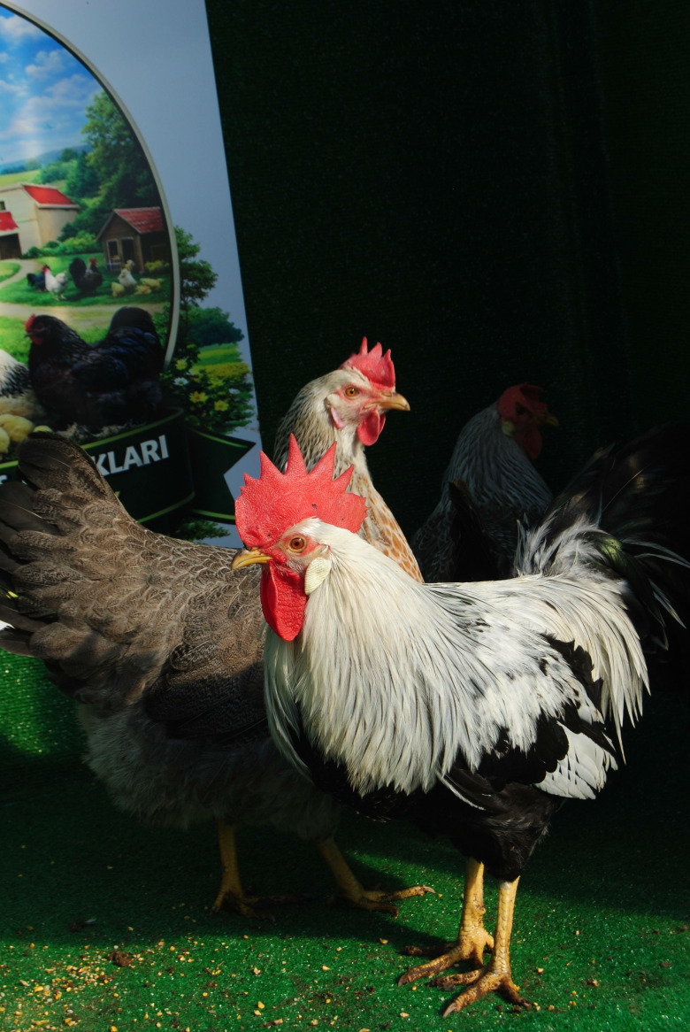 Silver Ligorin Kuluçkalik Yumurta