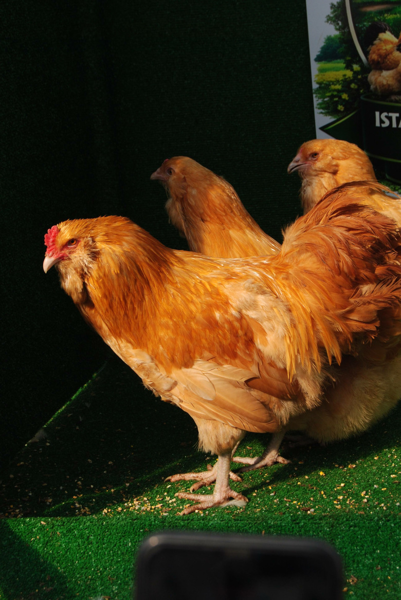 Buff Ameraucana Kuluçkalik Yumurta