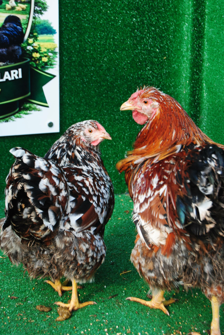 Porselen Wyandotte Kuluçkalik Yumurta