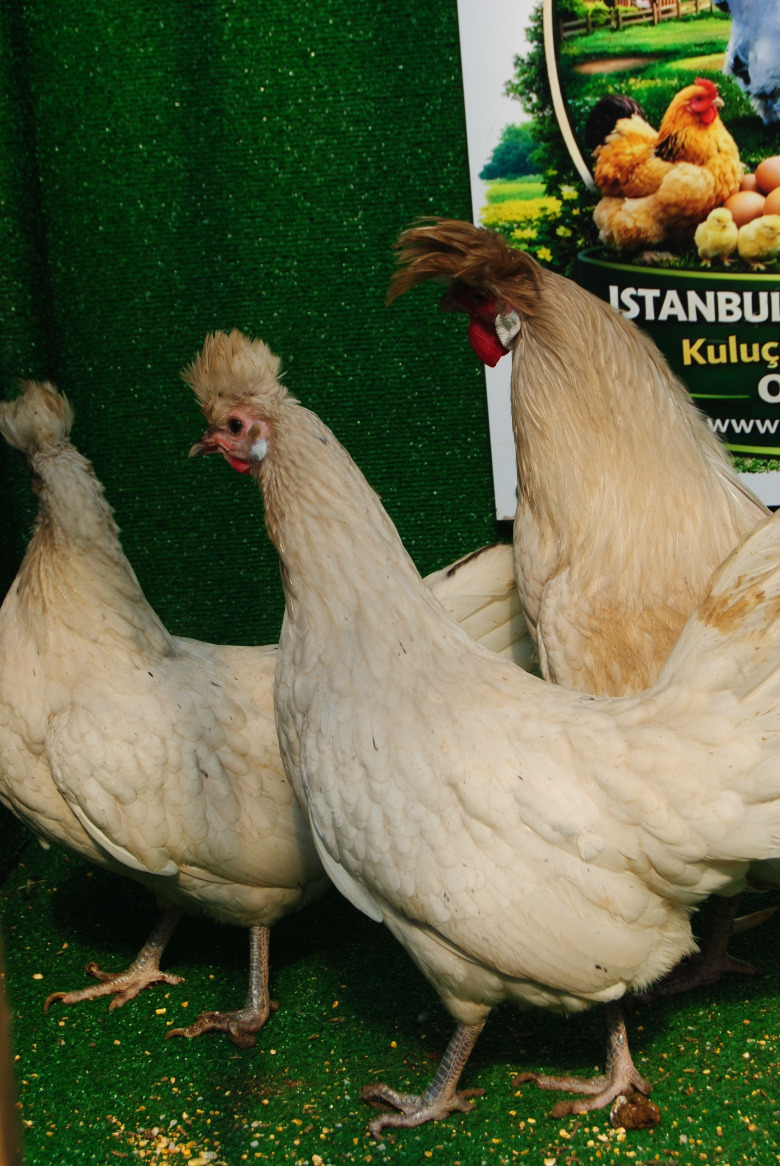 Beyaz Appenzeller Kuluçkalik Yumurta