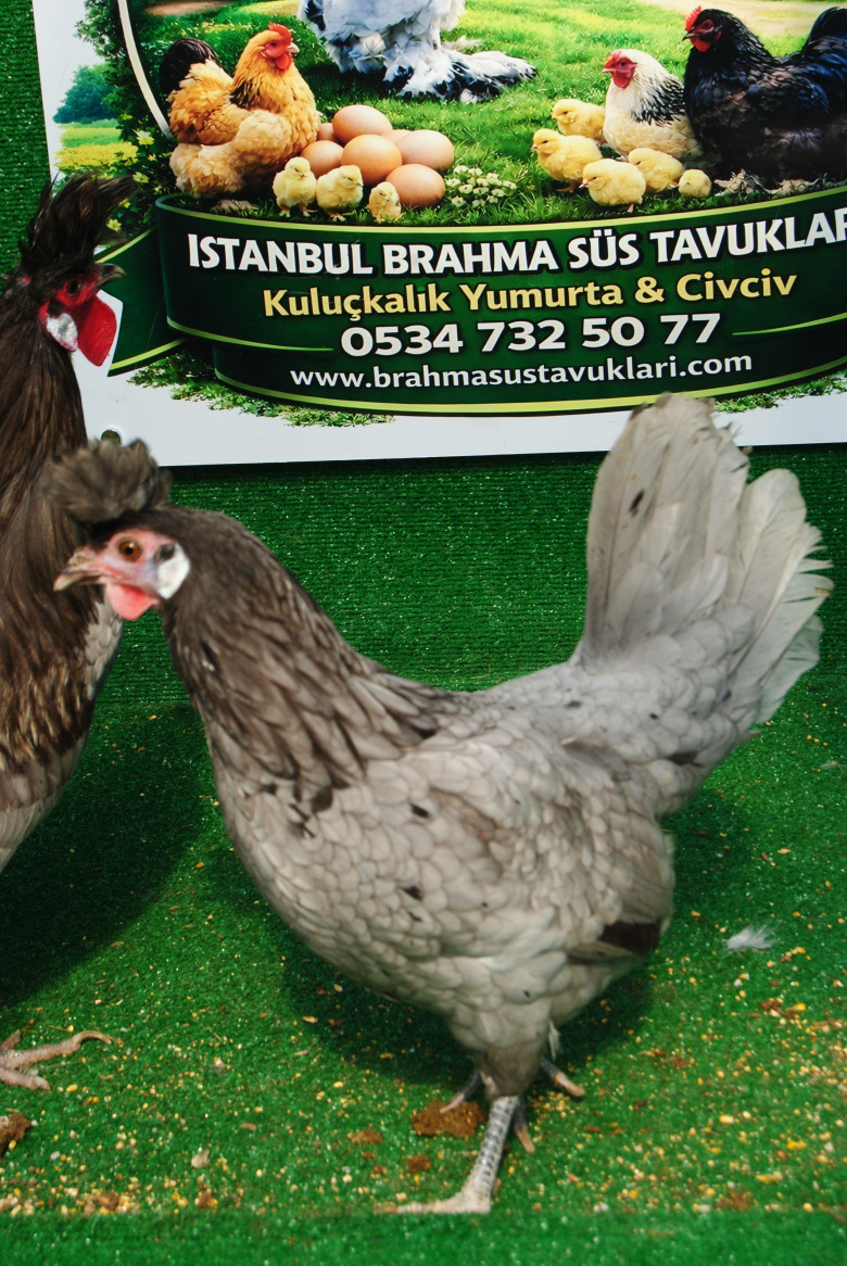 Blue Appenzeller Kuluçkalik Yumurta