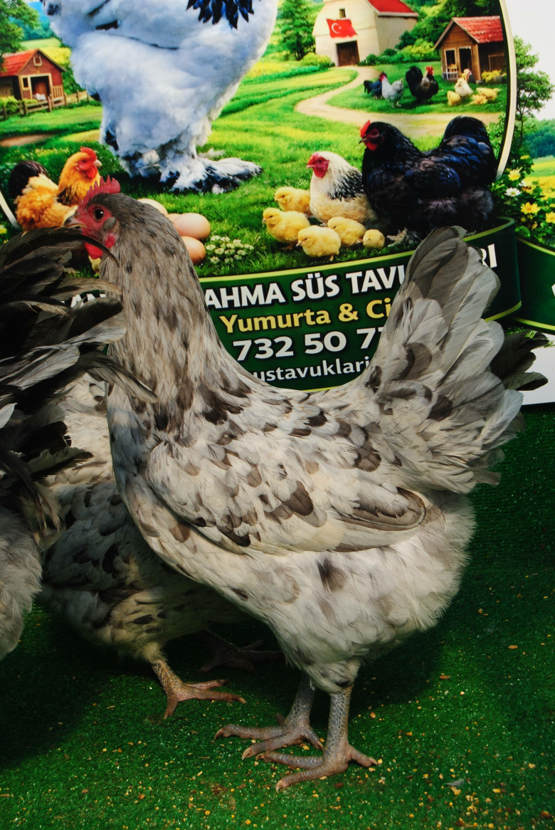 Splash Australorp Kuluçkalik Yumurta