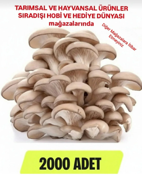 2000 Adet İstiridye Mantarı Tohumu