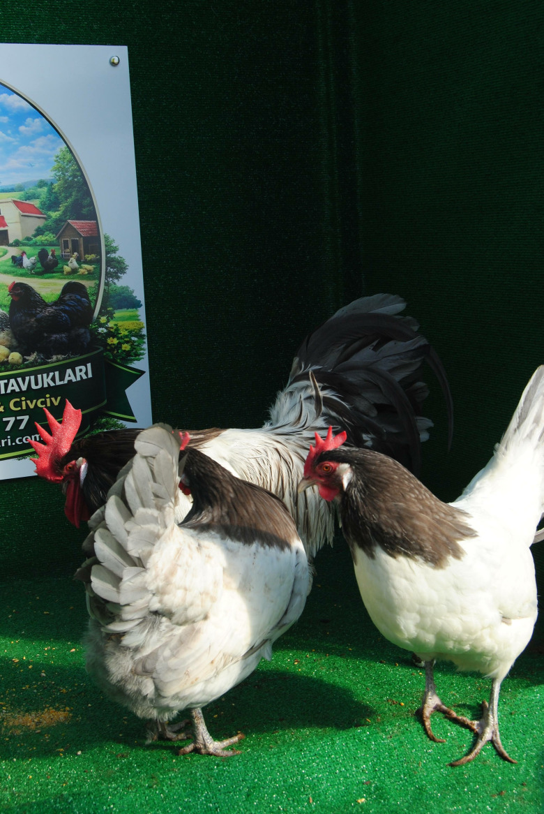 Lakenvalder Blue Kuluçkalik Yumurta