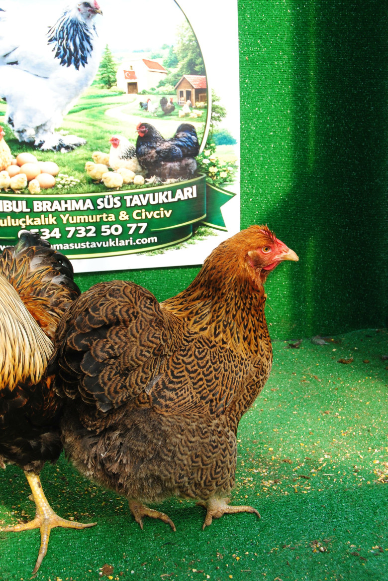 Gold Pencilled Wyandotte Kuluçkalik Yumurta