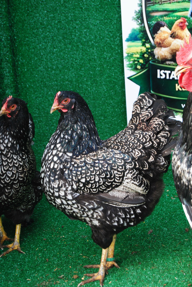 Silver Barnevelder Kuluçkalik Yumurta