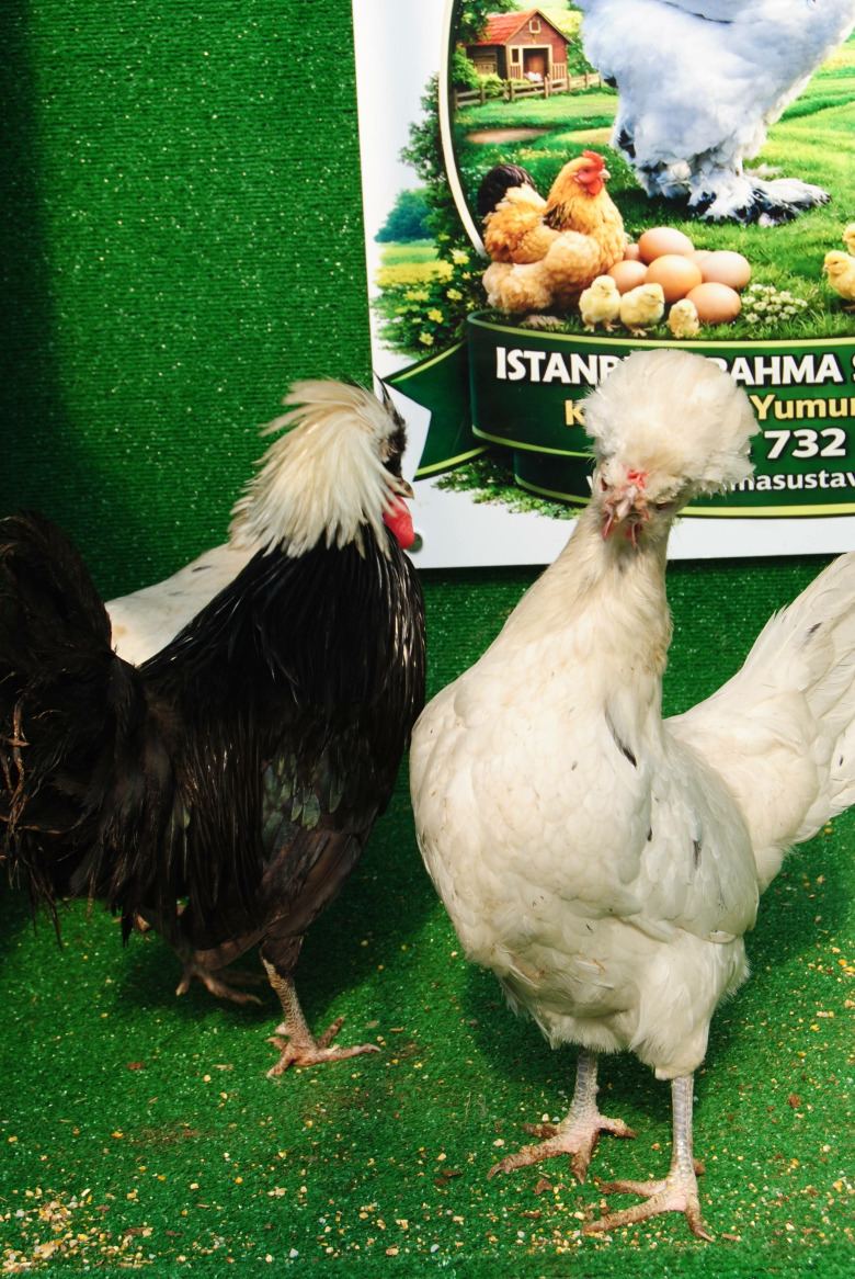 Splash Fizan Kuluçkalik Yumurta