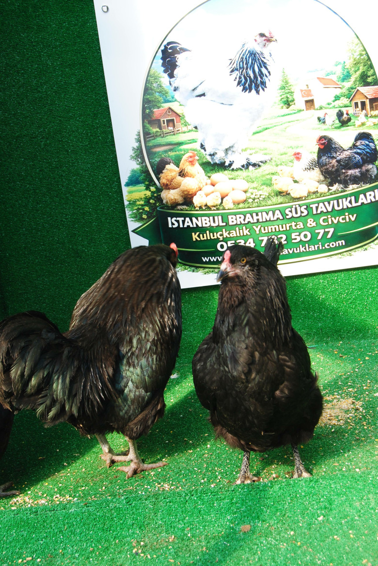 Black Ameraucana Kuluçkalik Yumurta