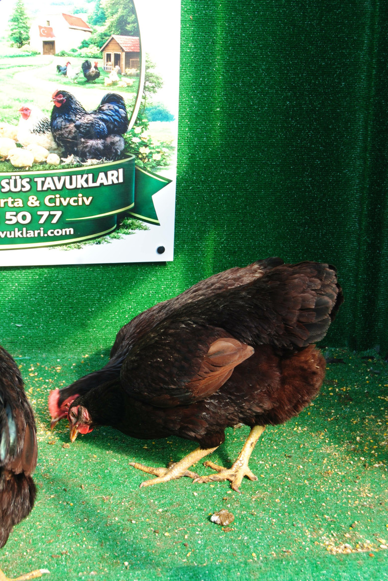 Mahogany Rhode İsland Rir Kuluçkalik Yumurta