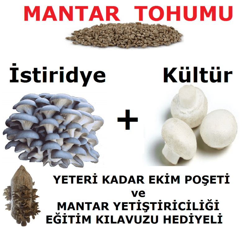 3000 Adet İstiridye Mantarı  + 3000 Adet Kültür Mantarı Tohumu