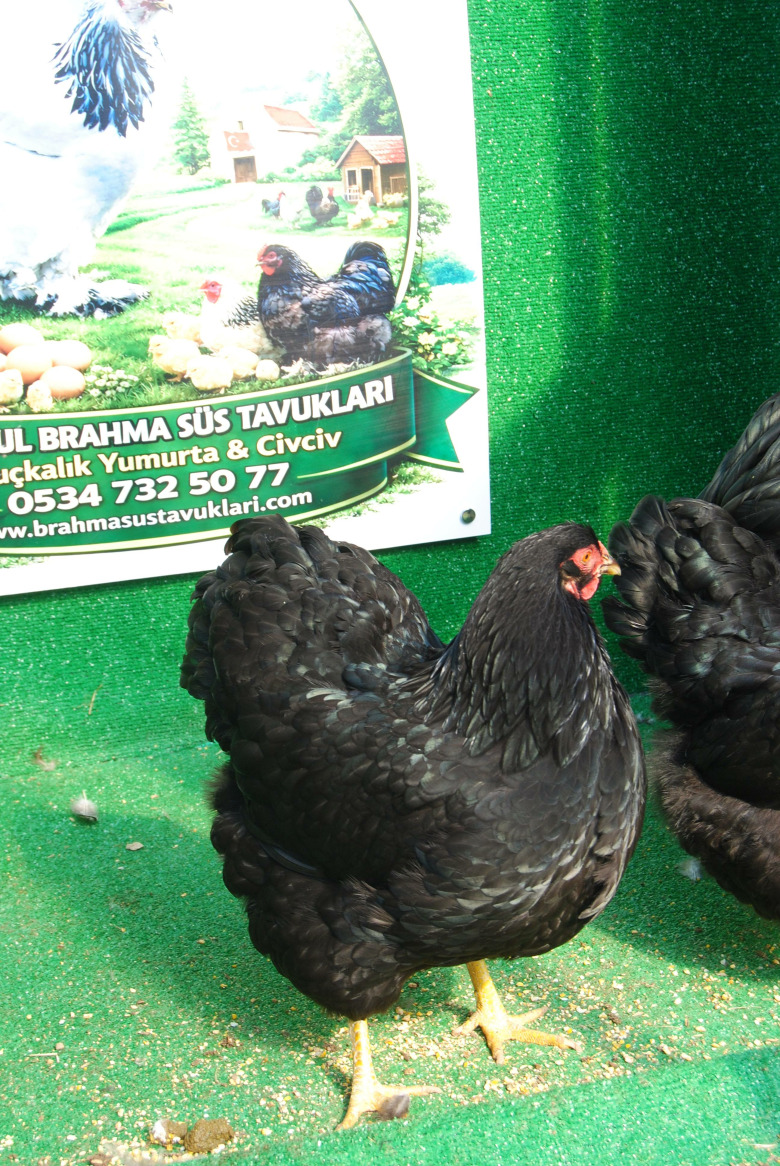 Black Wyandotte Kuluçkalik Yumurta