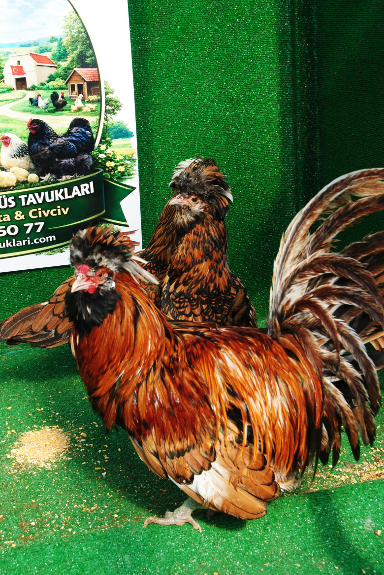 Gold Fizan Kuluçkalik Yumurta