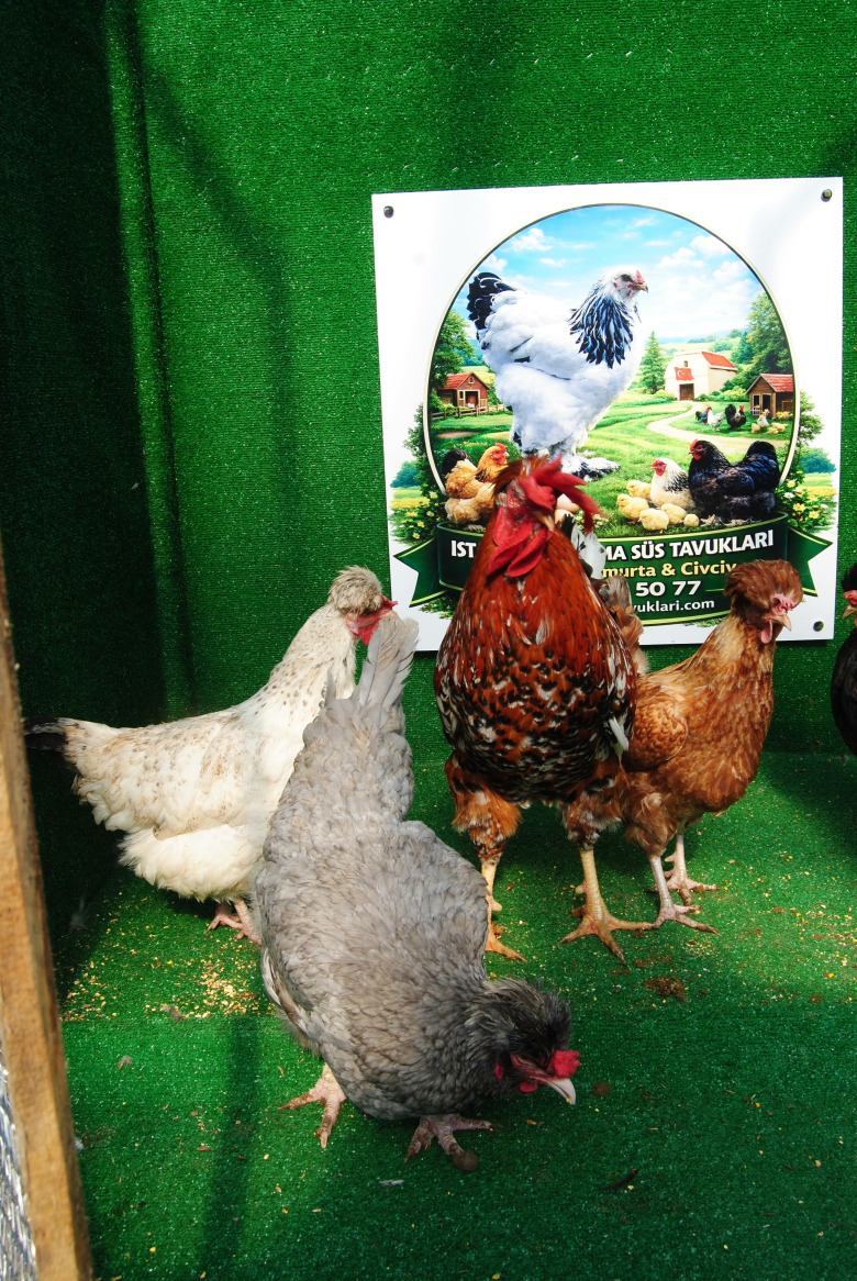 Trabzon Gugullusu Kuluçkalik Yumurta