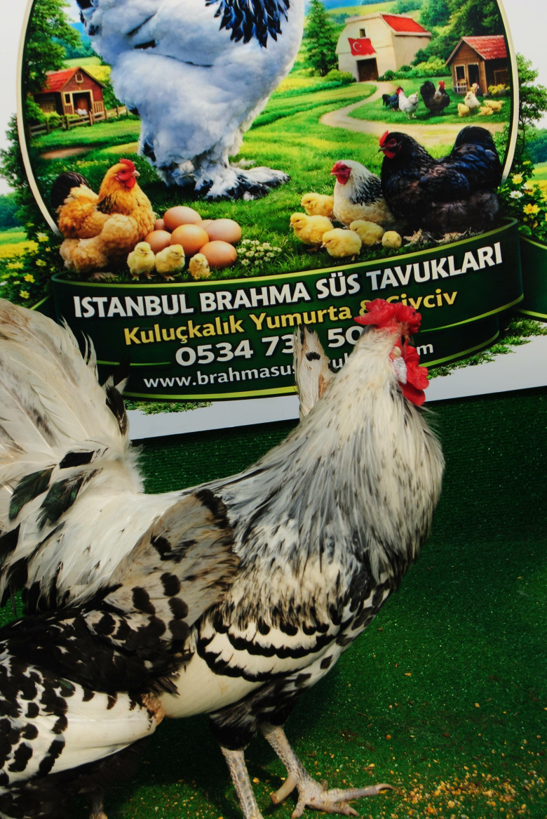 Hamburg Kuluçkalik Yumurta