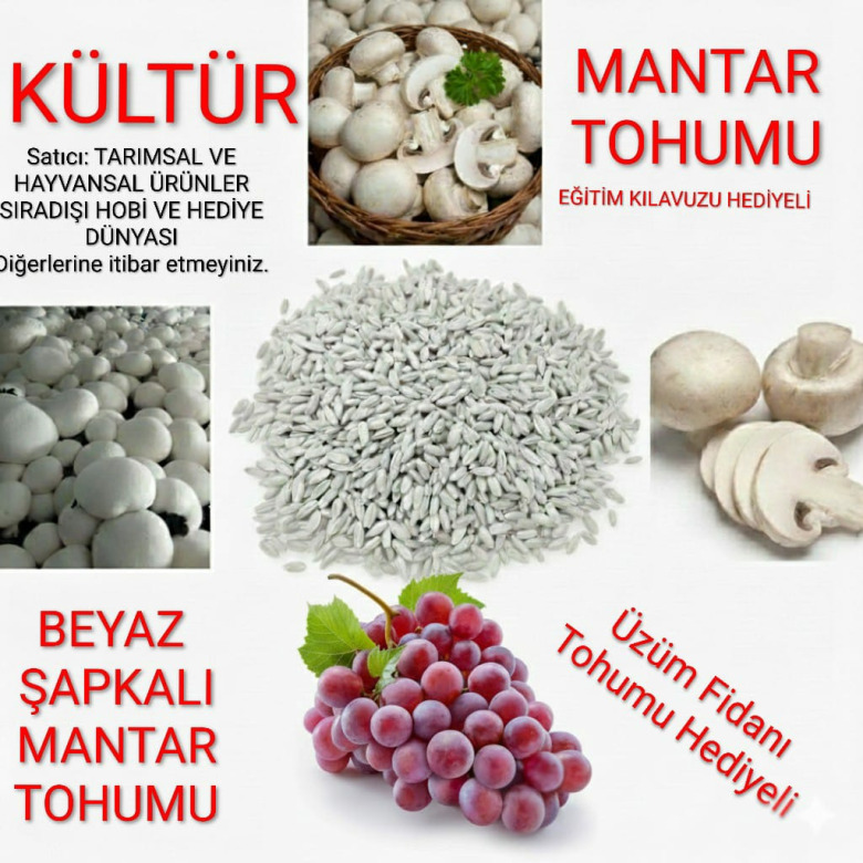 30.000 Adet Beyaz Şapkalı Kültür Mantarı Tohumu