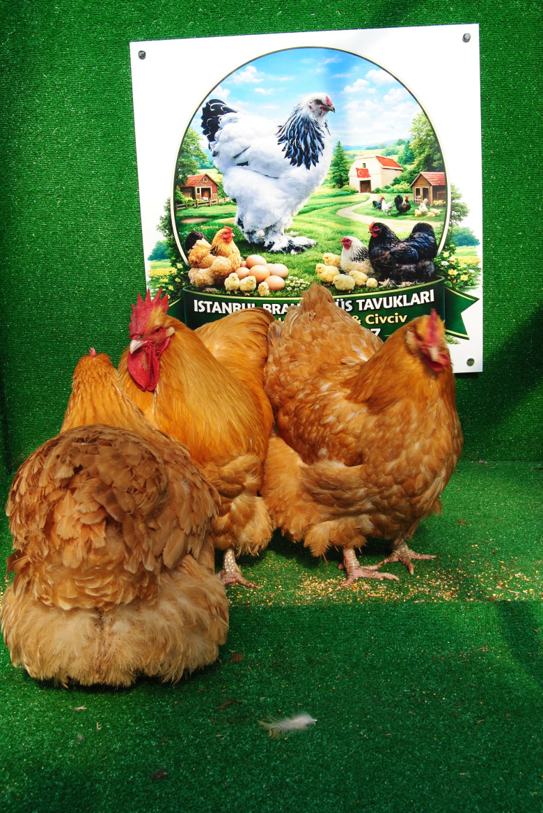 Buff Orpington Kuluçkalik Yumurta
