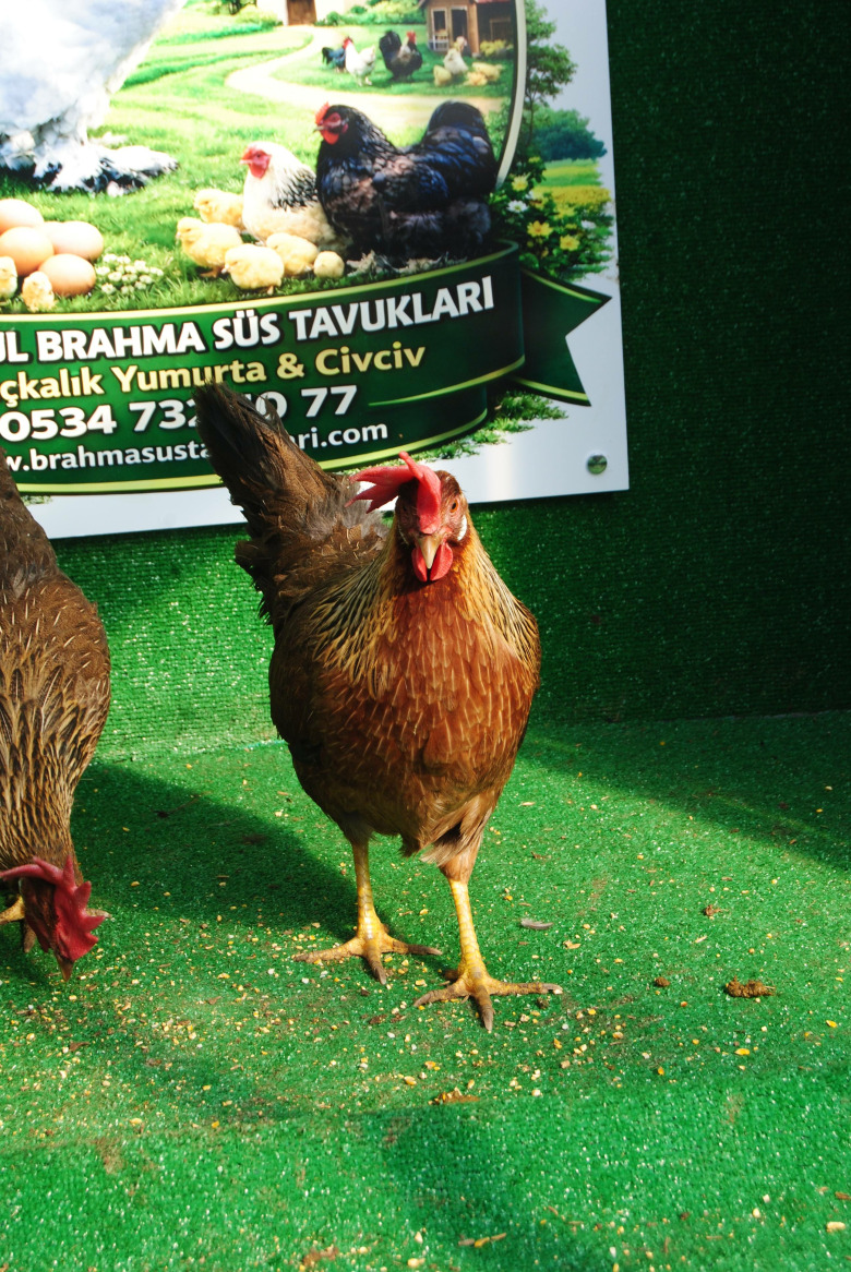 Orange Ligorin Kuluçkalik Yumurta