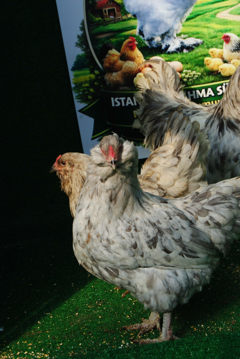 Splash Ameraucana Kuluçkalik Yumurta