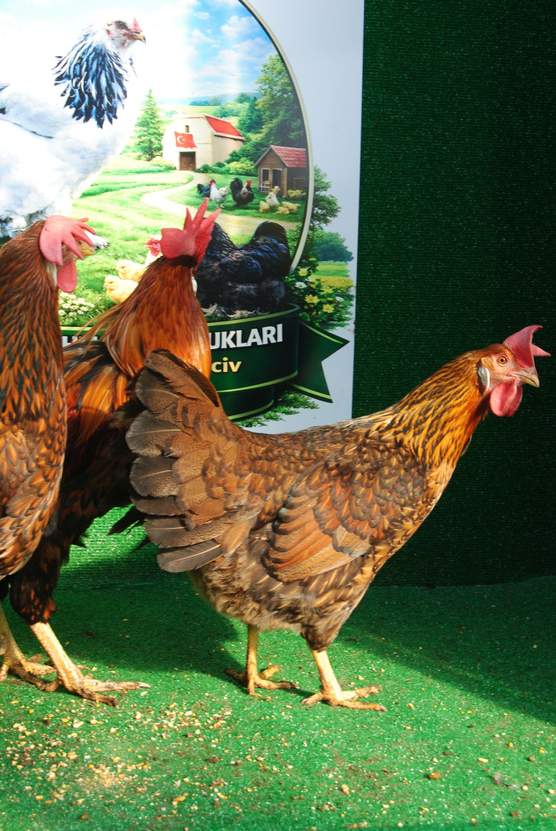 Gold Laced Ligorin Kuluçkalik Yumurta