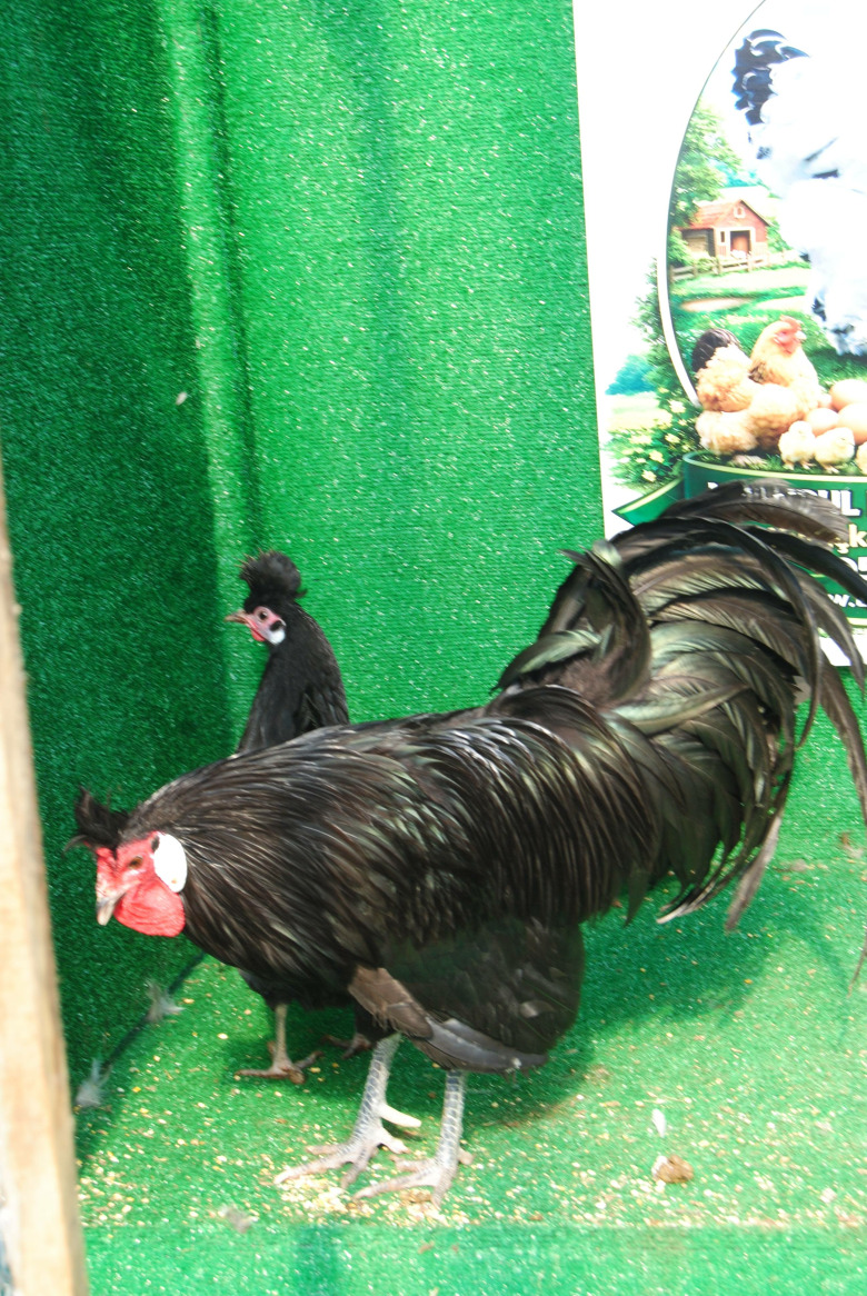 Black Appenzeller Kuluçkalik Yumurta