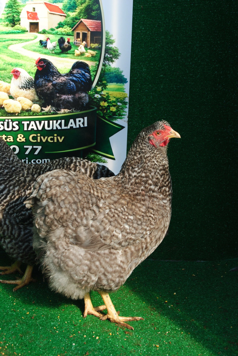 Barred Wyandotte Kuluçkalik Yumurta