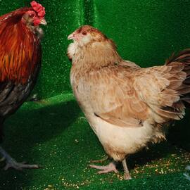 Blue Wheaten Ameraucana Kuluçkalik Yumurta