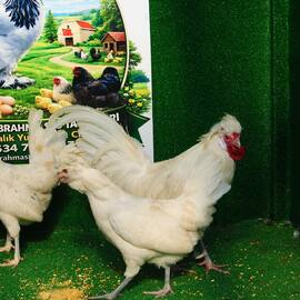 White Fizan Kuluçkalik Yumurta