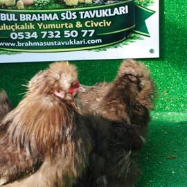 Çikolata Habeş Kuluçkalik Yumurta