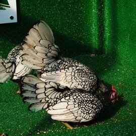 Gümüş Zibrit Kuluçkalik Yumurta