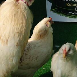 White Ameraucana Kuluçkalik Yumurta