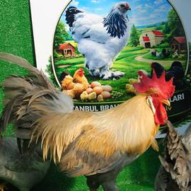 İzabel Ligorin Kuluçkalik Yumurta