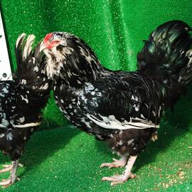Black Modled Ameraucana Kuluçkalik Yumurta