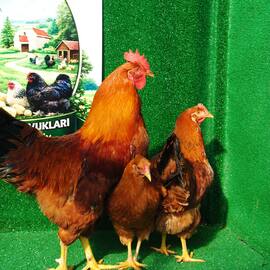 New Hampshire Kuluçkalik Yumurta