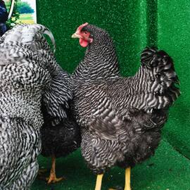 Barred Rock Kuluçkalik Yumurta