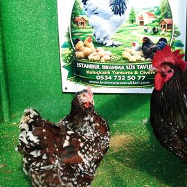 Speckled Sussex Kuluçkalik Yumurta